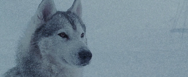 Eight Below 2006 Full Movie Free Download And Watch Online In HD brrip bluray dvdrip 300mb 700mb 1gb