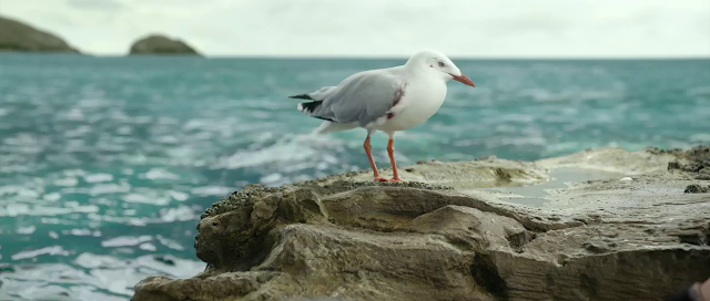 The Shallows 2016 Full Movie Free Download And Watch Online In HD brrip bluray dvdrip 300mb 700mb 1gb