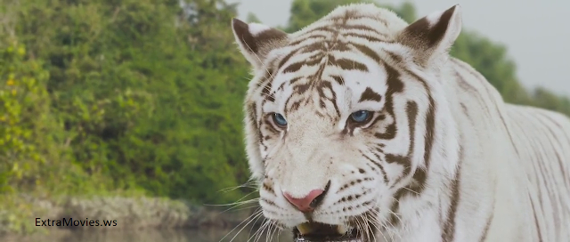 ROAR Tigers of the Sundarbans 2014 mobile movie 300mb mkv download